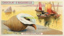 Chromo Aiguebelle, Les Coquillages, Canidarie, Scan Recto Verso - Aiguebelle