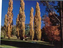 (651) Australia - ACT - Canberra Cotter Dam Poplars Trees - Canberra (ACT)