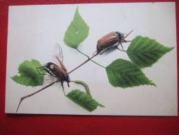 INSECTES - HANNETONS SUR UN BRANCHAGE  - CARTE ALLEMANDE ... - Insekten