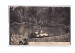 13 MARSEILLE Parc, Jardin Zoologique, Lac Des Cygnes, Ed Lacour 3461, 190? - Parcs Et Jardins