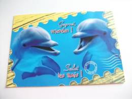 Delfini Coppia Belgio - Dolphins