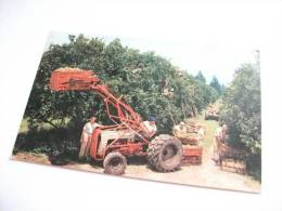 Trattore Raccolta Arance Citrus Harvest In Florida U.s.a. - Tracteurs