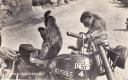 CPSM GIBRALTAR SINGES SUR UNE MOTO - Singes