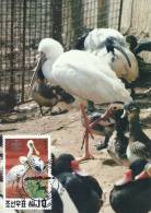 North Korea 1991 Birds Aves Oiseaux Vegels  Black-faced Spoonbill Platalea Minor Maxi Maximum Post Card NO PAYPAL PAYMEN - Cicogne & Ciconiformi