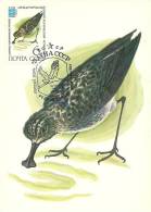 Russie URSS CCCP 1982 Birds Aves Oiseaux Vegels Spoonbill Sandpiper -Eurynorhynchus Pygmeus  Maxi Maximum Post Card - Palmípedos Marinos