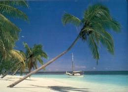 (888) Maldives Island Beach And Palm Trees - Maldive