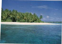 (888) Maldives Island Beach And Palm Trees - Maldivas