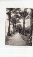 BR56958 Gabon Allee Des Palmes     2 Scans - Gabun