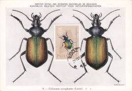 Carte-Maximum POLOGNE  N° Yvert  1140 (Calosoma Sycophanta) Obl Sp 1963 - Cartes Maximum