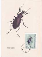 Carte-Maximum POLOGNE  N° Yvert  1141 (Carabus Violaceus) Obl Sp 1963 - Maximumkaarten