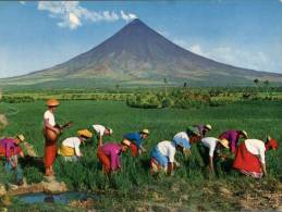 (555) Philipines Rice Field - Filipinas