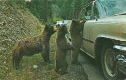 American Black Bear, Yellowstone - Bears