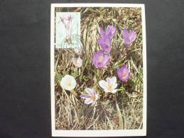 Zypern 763 Maximumkarte MK/MC, Krokus (Crocus Cyprius) - Storia Postale