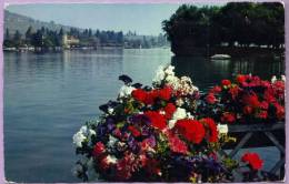 Delcampe - ROLLE - L'île De La Harpe Et Le Château - Rolle