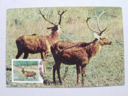 Indien 952 Maximumkarte MK/MC, ESST Neu Delhi, Kanha-Nationalpark, Barasingha (Cervus Duvauceli) - Storia Postale
