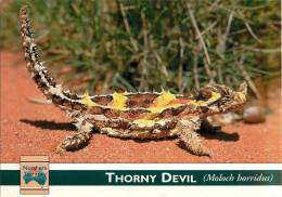 CPSM Australie-Australia-Reptiles-Thorny Devil   L1250 - Non Classificati