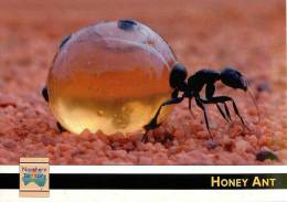 CPSM Australie-Australia-Insecte-Honey Ant   L1250 - Non Classés