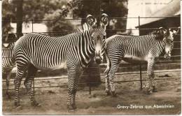 ZÈBRES , Jardin Zoologique Berlin , " Vraie Photo " - Cebras