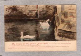 37503   Regno  Unito,  The  Swans  On  The  Palace  Moat. -  Wells,  NV - Wells