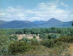 600) Australia - SA - Wilpena Pound - Flinders Ranges