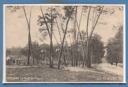 33 - PESSAC -- La Forêt De Pins - Pessac