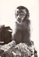 CPSM SINGE SAPAJOU 175 TRANSFUSINE 1961 - Singes