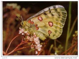 PAPILLON -  Apollo  - Parnassius Apollo Vinningensis Stch - Butterflies