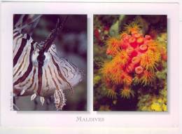 Maldives  Scorpionfish (pterois Miles) Madrepore (dendrophyllia Sp )  Ayant Circulé BE - Maldive