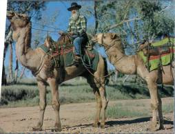 (234) Australia - NT - Camel Transport In Central Australia - Non Classés