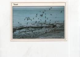 BT4741 Texel Birds Oisseaux   2 Scans - Texel