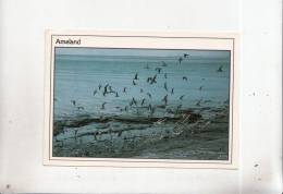 BT4742 Ameland  Birds Oisseaux   2 Scans - Ameland