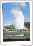 Old Faithful Geyser, Yellowstone National Park, 1981, Hamilton Stores N° 1001 - Yellowstone