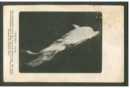 PELORUS JACK , WHITE FISH DOLPHIN , OLD  POSTCARD  NEW ZEALAND - Delphine