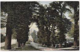 Lovers Walk, Bristol. Tree / Trees, M.J.R. Postcard - Bristol