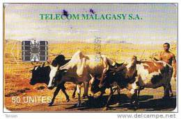 Madagascar,  MDG-07, 50 Units, Zebus , Cows, Animals, 2 Scans - Madagascar