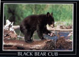 (321) Ours - Baby Black Bear - Beren