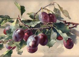 IMAGES Litografia FRUIT  PLUM DIMEN.43,8  X 30,0 Cm,CATHARINE KLEIN - Bloemen