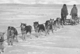 (N47-013  )   Dogs Sleds Transported Mail,  Postal Transport , Postal Stationery-Entier Postal-Ganzsache-Postwaar Destuk - Other & Unclassified