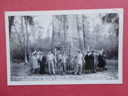 Florida   Oldest & Largest Tree In The US  Florida Ref  889 - Sonstige & Ohne Zuordnung