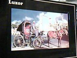 EGITTO  EGYPT  LUXOR  CAVALLO HORS CARROZZA VB2003   EE14204 - Luxor