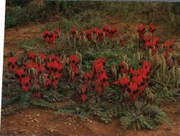 (202) Australia - Sturt's Desert Pea Flowers - Outback