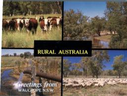 (202) Australia - NSW - Wauchope Rural Australia - Outback