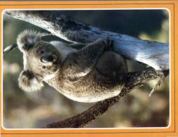 (202) Australia - Koala In Tree - Outback