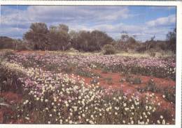 (202) Australia - WA Wild Flowers - Outback