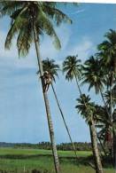 (045) Malaysia - Coconut Plucker - Malaysia