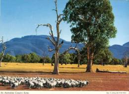 (899) Australia - Country Scene With Sheep - Outback