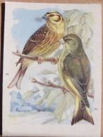 Bird/ Oiseau /    /    Latin : Emberiza ... / Chloris  ...  /     Polish Postcard    /oiseaux/ Birds / - Vögel