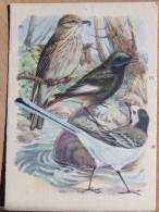 Bird/ Oiseau /    /    Latin : Muscicapa ...  /  Motacilla    Polish Postcard    /oiseaux/ Birds / - Vögel