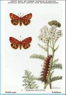 KBIN (ca 1950) - Insecten Van België - Lepidopteren (2) 5 - Heterocera, Nachtvlinders, Lépidoptères, Hétérocères, Moths - Papillons