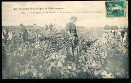 FOLKLORE PICARDIE DIVERS / La Betterave Et Le Sucre, Arrachage Et La Décapitation Des Collets / - Picardie